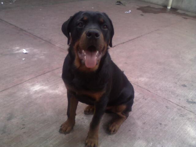 7 meses