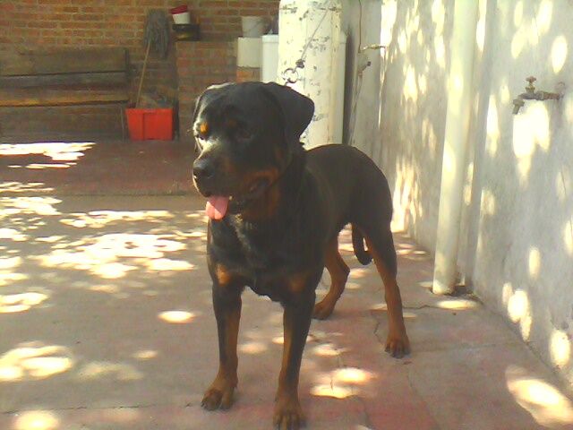 11 meses