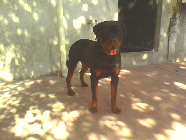 11 meses