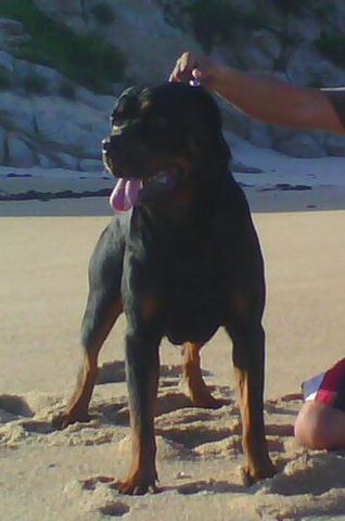 16 meses