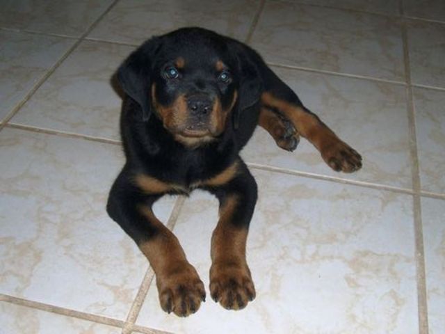2.5 meses