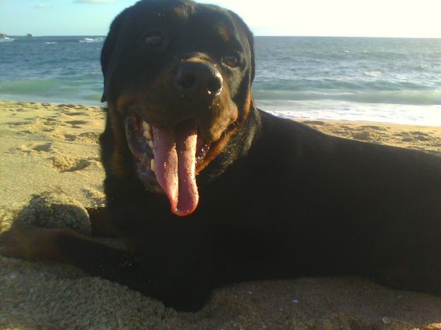 16 meses